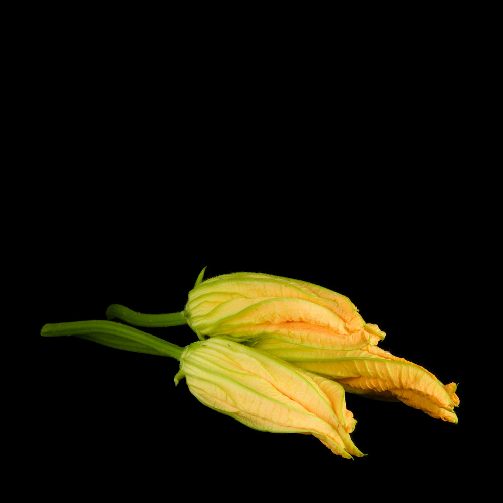 Fleur De Courgette (Mâle)