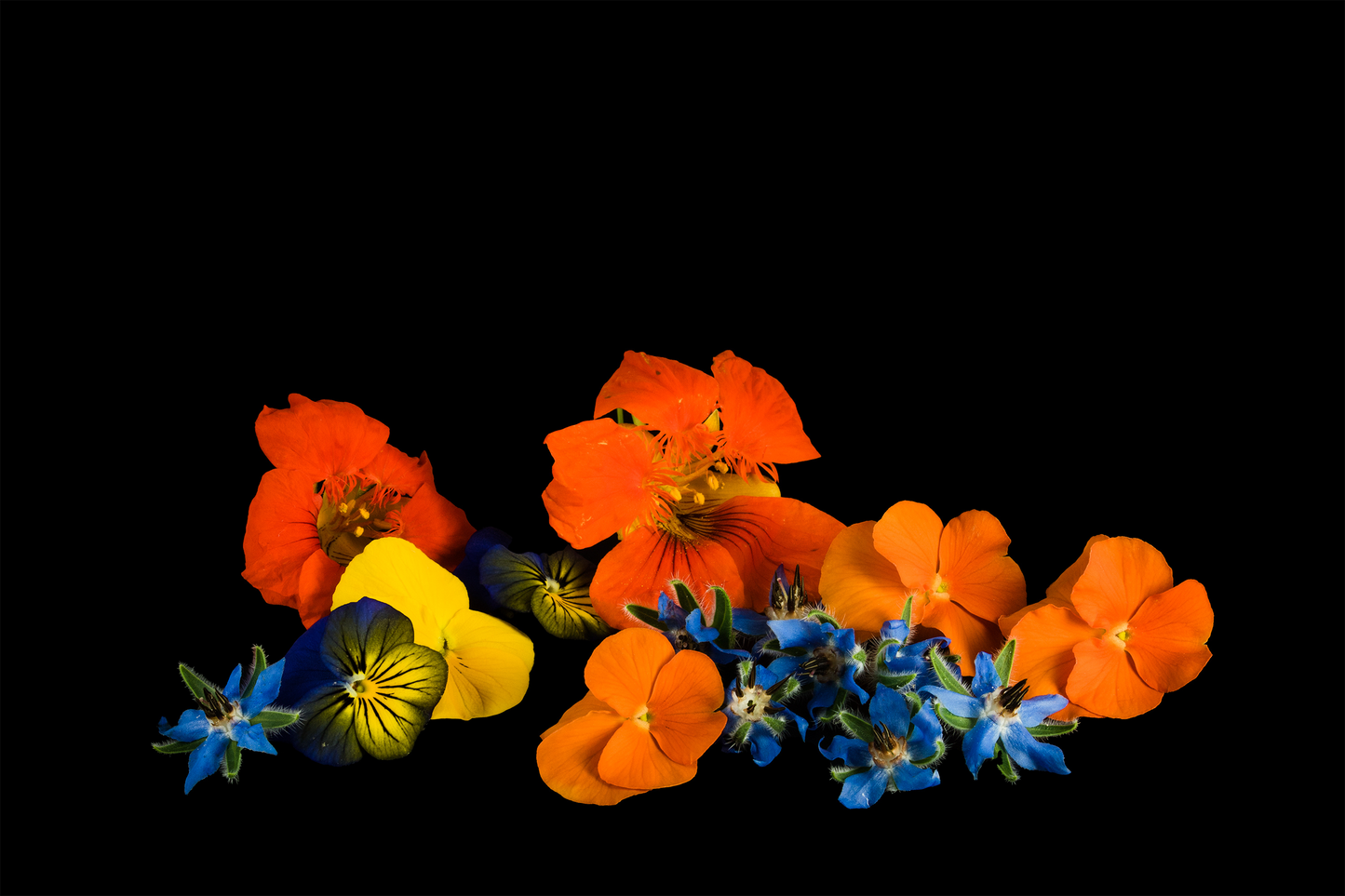 Fleurs Comestibles