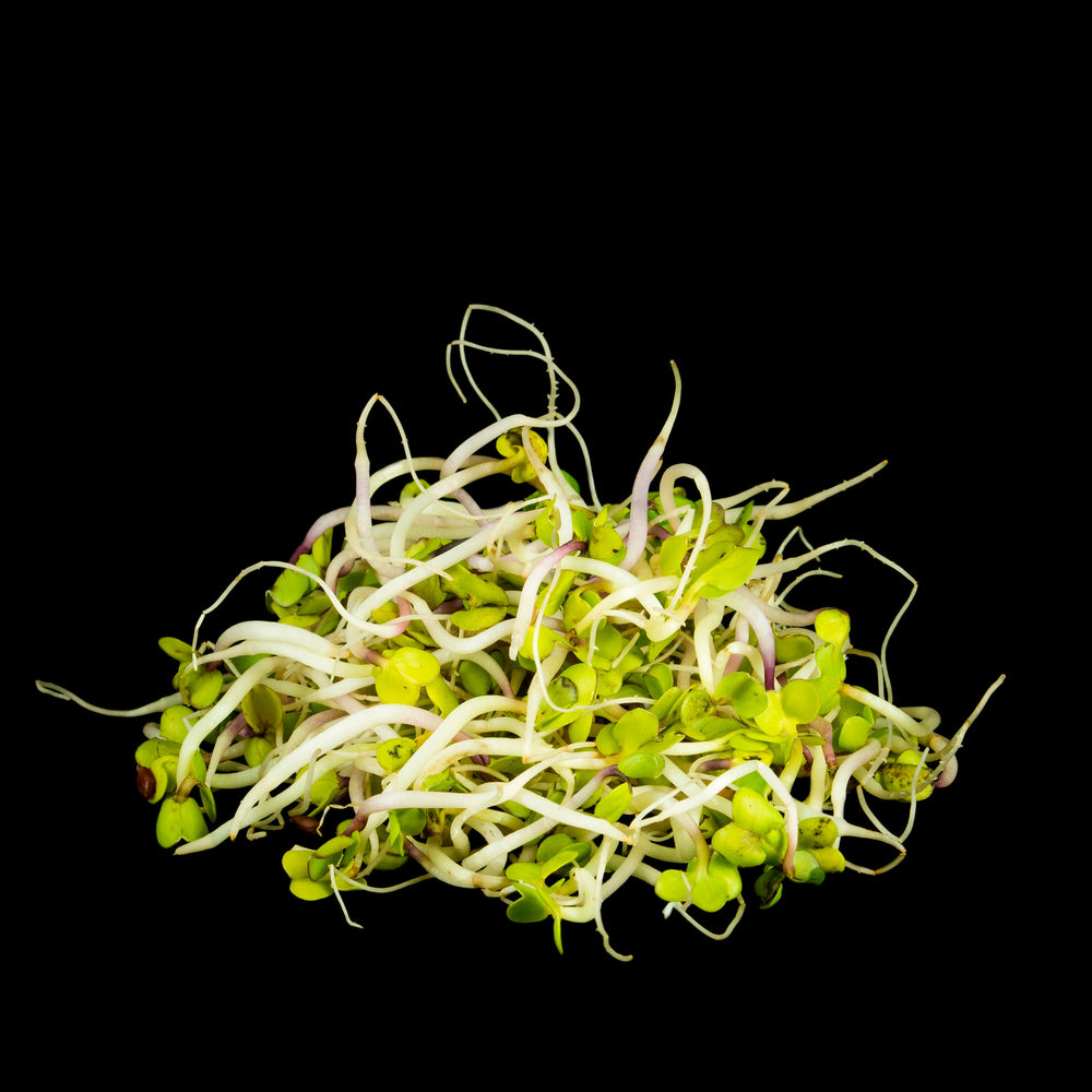 Radish Sprout