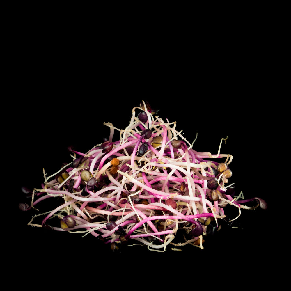 Purple Radish Sprout