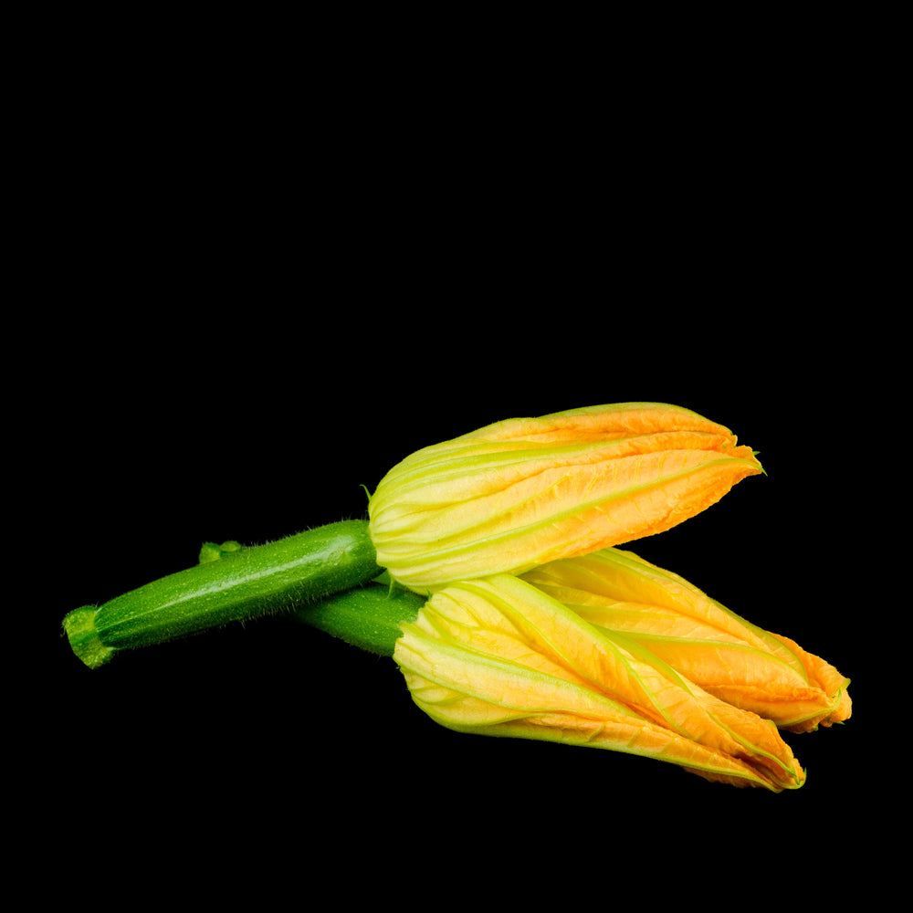 Zucchini Flower (Female)